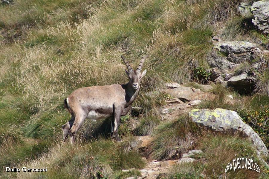 03 Stambecco al Passo di Salmurano.jpg